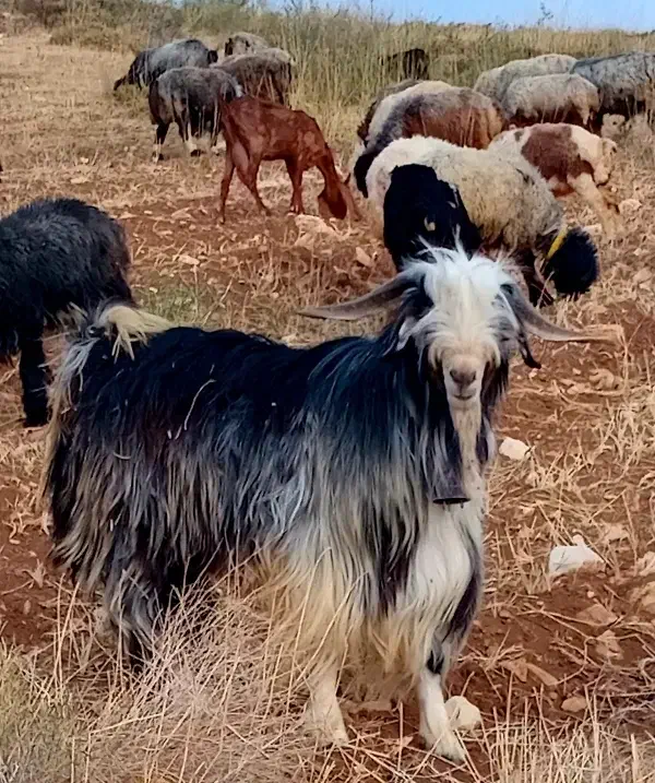 دبر|حیوانات مزرعه|بابا حیدر, |دیوار