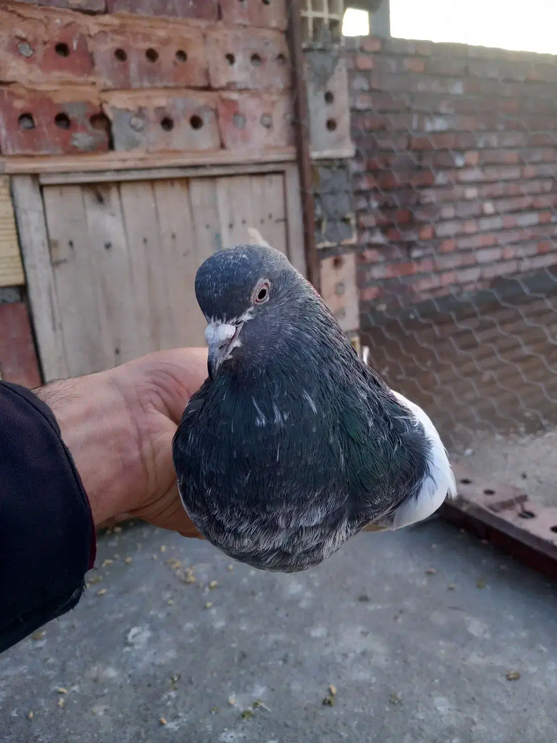 کله ای|پرنده|لیلان, |دیوار