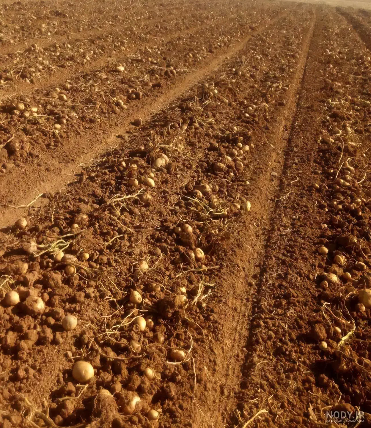 زمین کشاورزی دیم|فروش زمین و ملک کلنگی|آبگرم, |دیوار