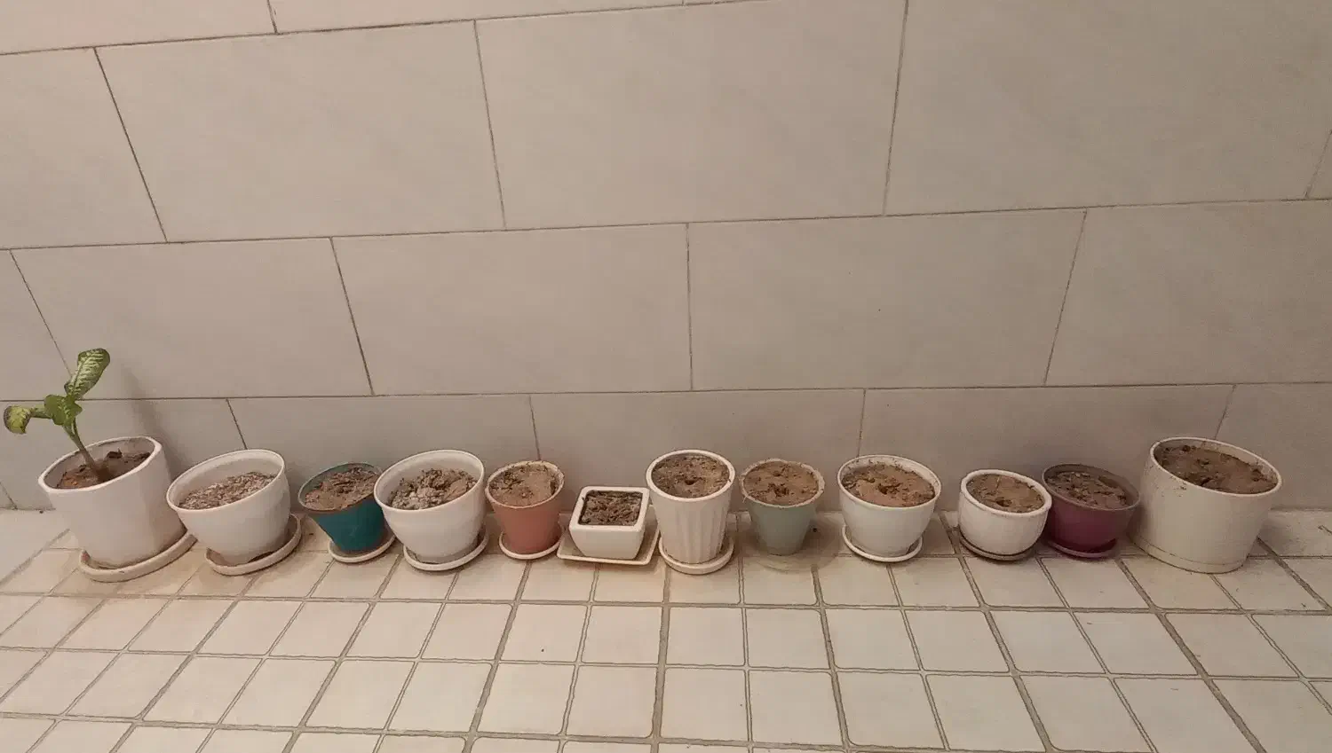 سانسوریا ابلغ و پتوس(پیچک)|گل و گیاه طبیعی|امیدیه, |دیوار