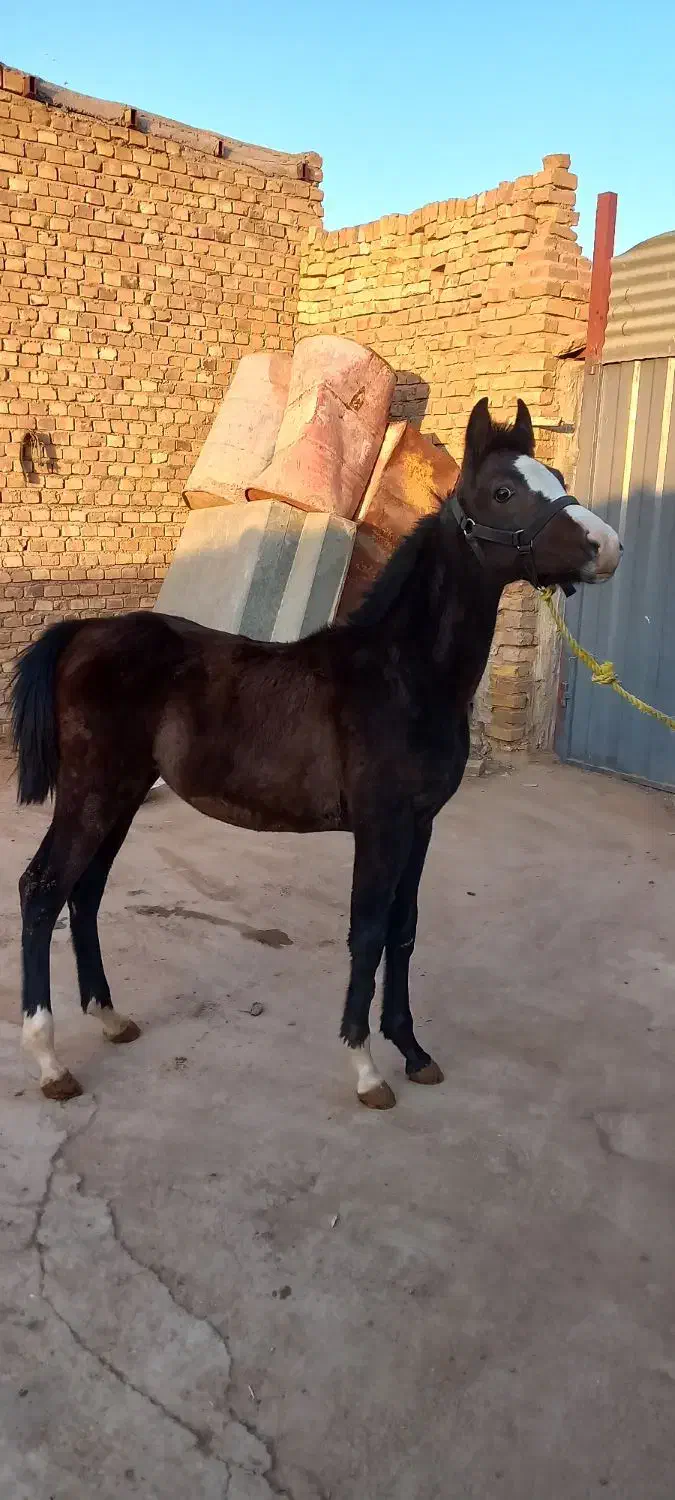 کره مادیون وکره نریون|اسب و تجهیزات اسبسواری|اردکان, |دیوار