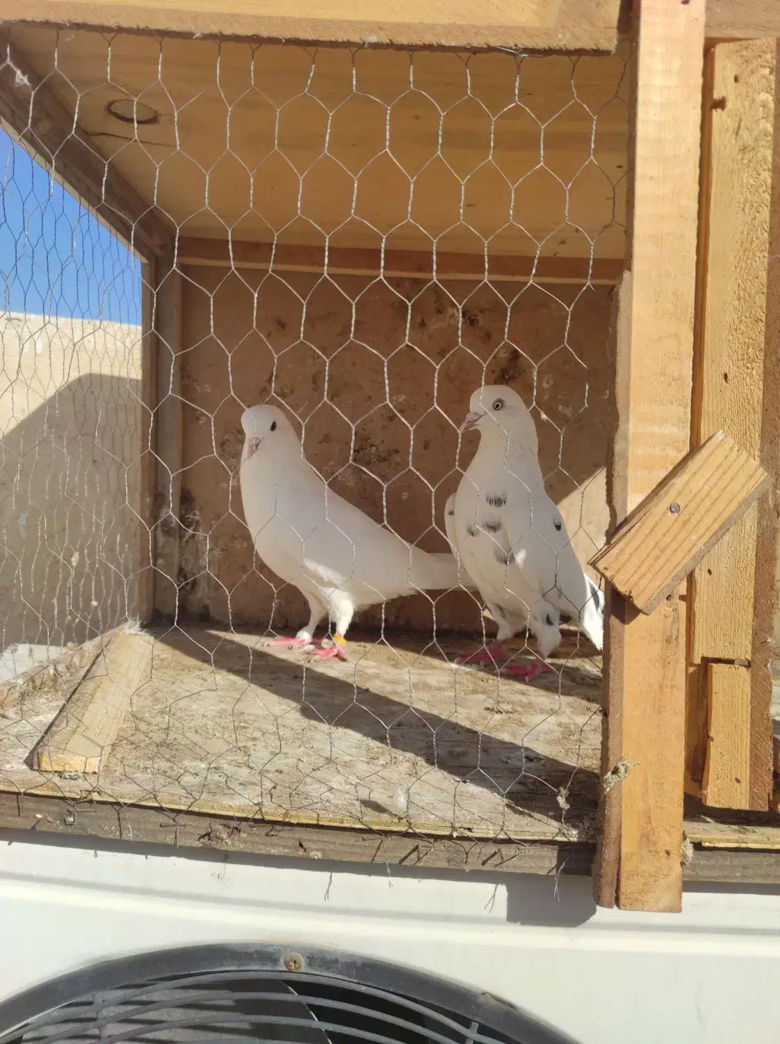 کبوتر فروشی|پرنده|قرچک, مهدیه|دیوار