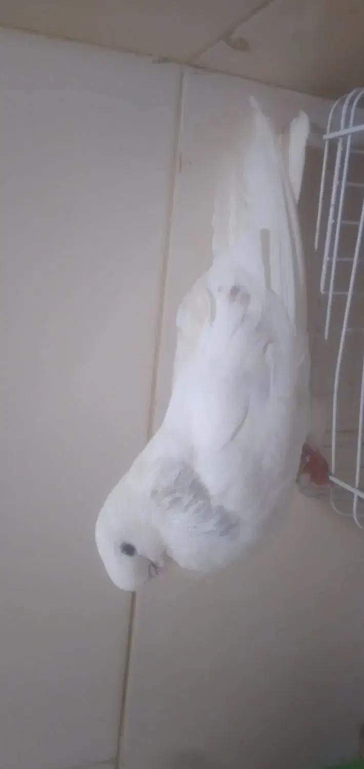 یک عدد کبوتر نوک ریز جس نر پشتار قد بلند|پرنده|میانه, |دیوار