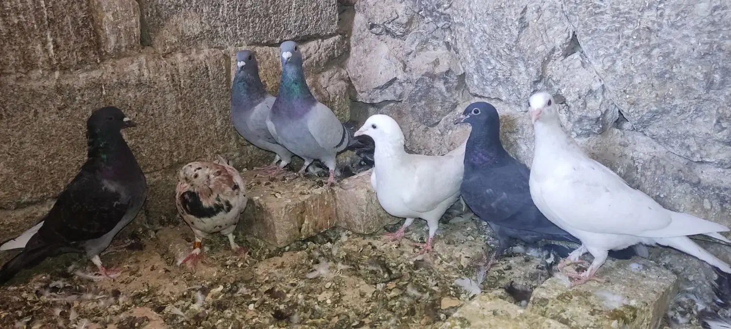 کفتر کبوتر پرنده|پرنده|مرودشت, تخت جمشید|دیوار