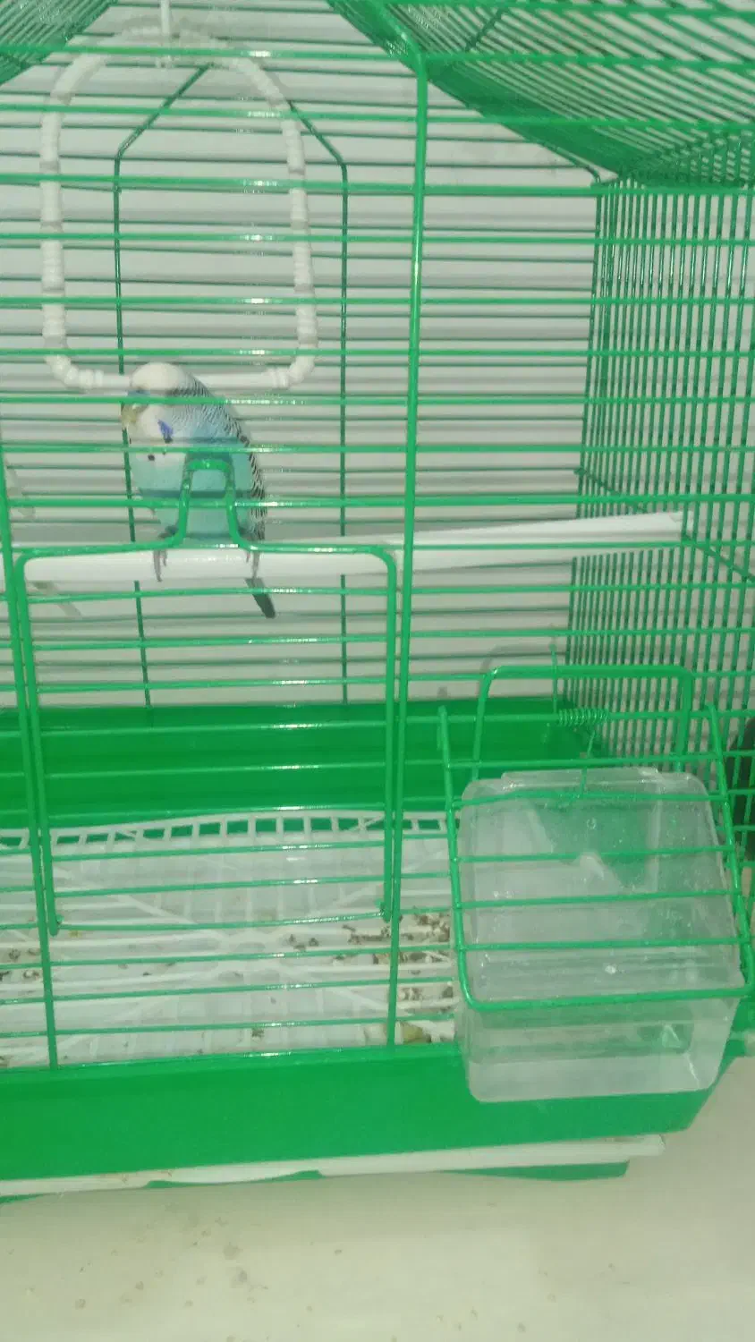 حیوان خانگی|پرنده|اردبیل, |دیوار