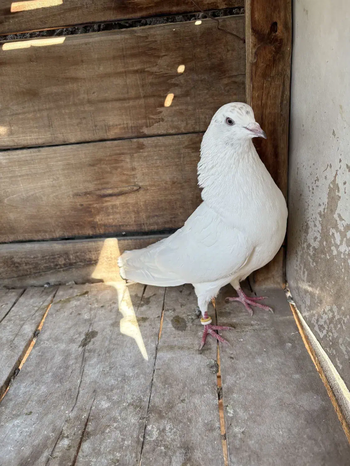 کبوتر|پرنده|مبارکه, |دیوار