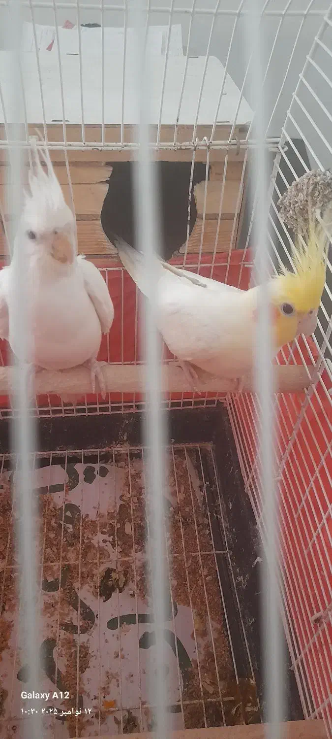 عروس هلندی|پرنده|تهران, فلسطین (میدان انقلاب)|دیوار