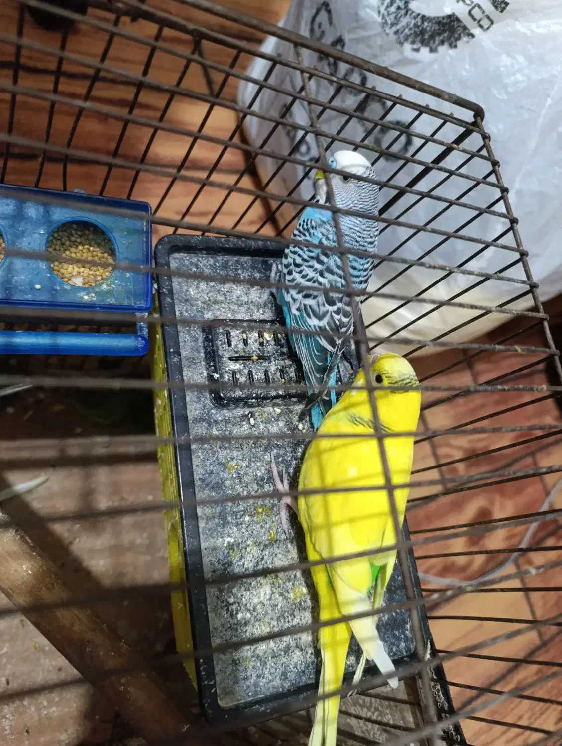 مرغ عشق انگلیسی|پرنده|کبودرآهنگ, |دیوار