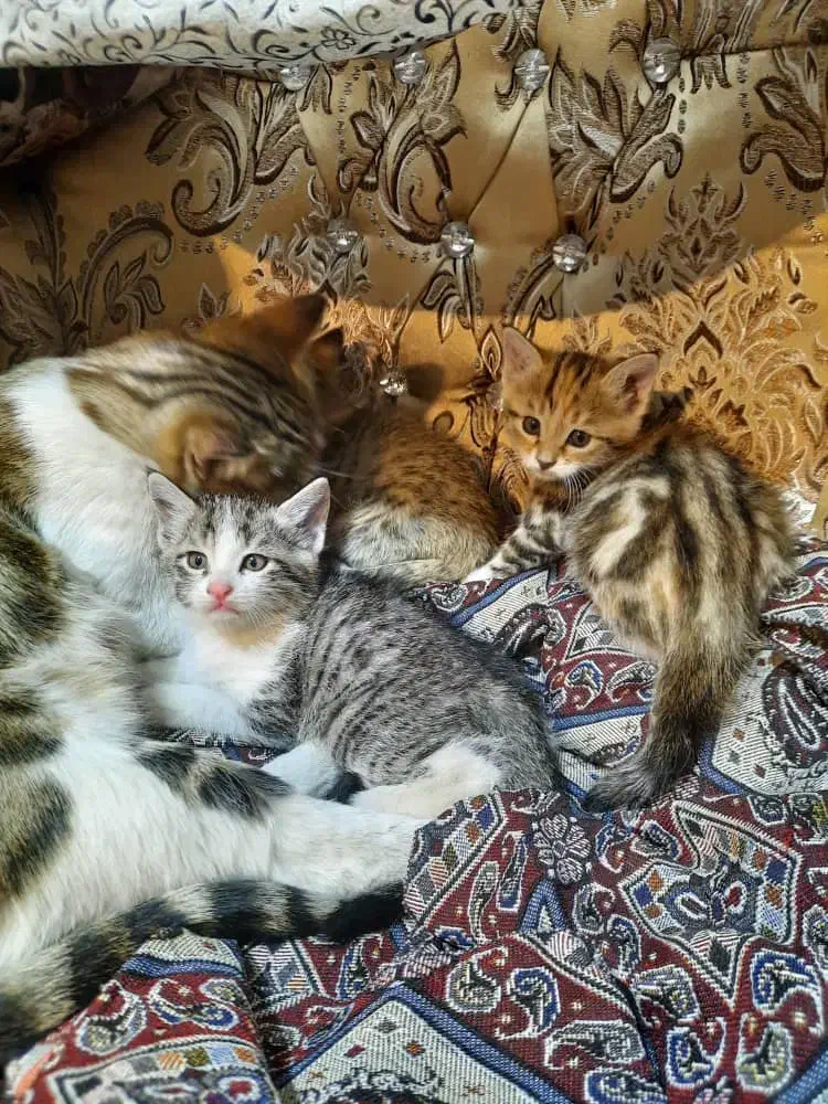 واگذاری گربه|گربه|اندیشه, شهرک کوثر|دیوار