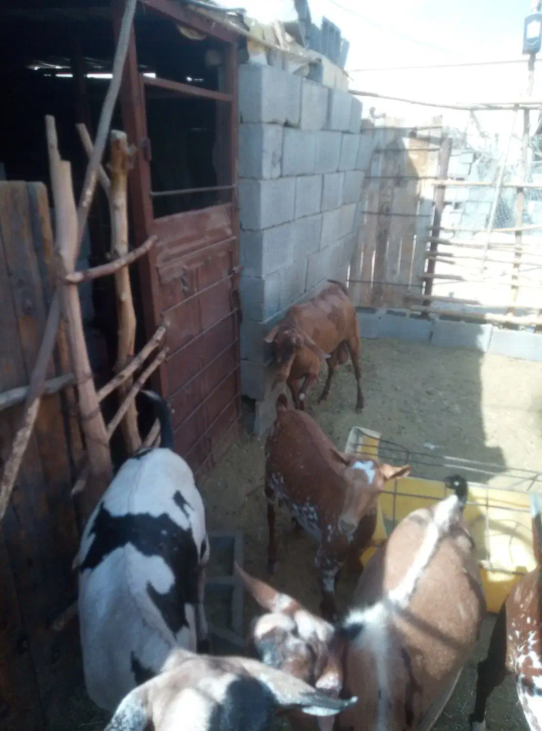 نری صلاله پچی|حیوانات مزرعه|فین, |دیوار