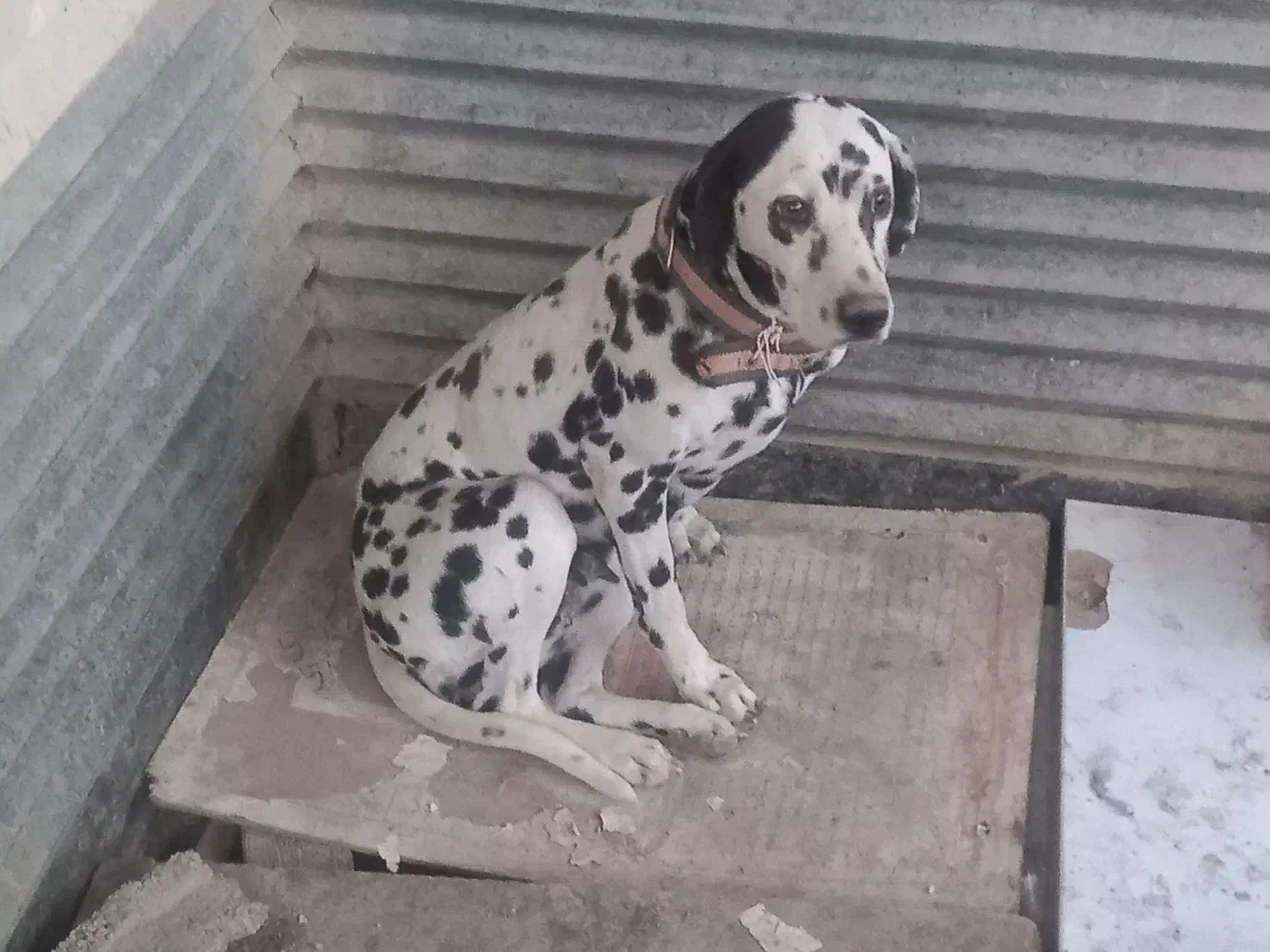 ماده دالمیشن ۲ ساله|سگ|چهارباغ, |دیوار