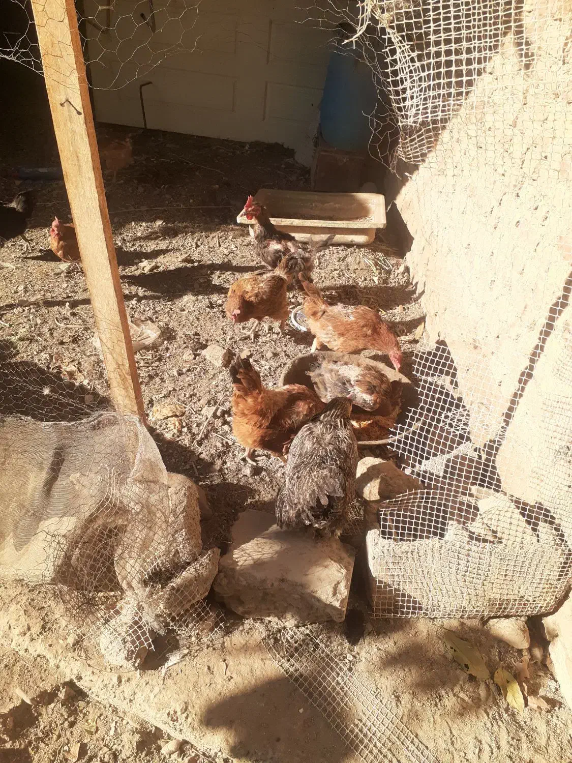 مرغ و خروس فروشی|حیوانات مزرعه|شازند, |دیوار