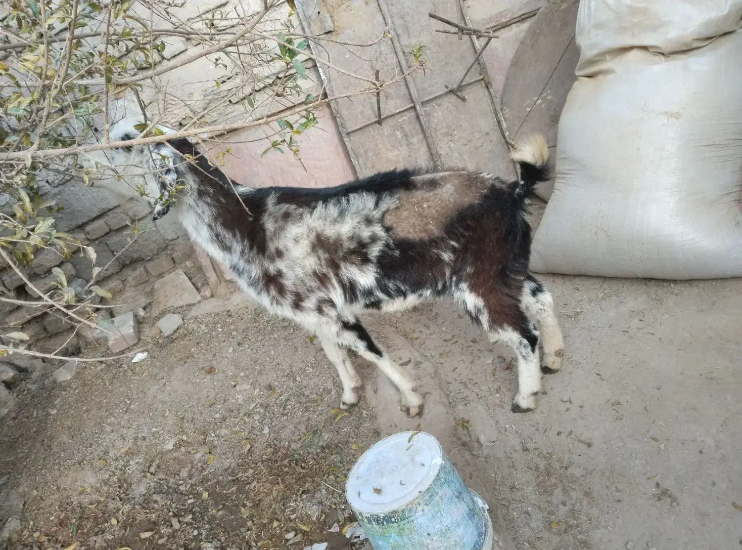 بز آبستن قیمت پایین فقط۷۵۰۰+ بره نر و ماده|حیوانات مزرعه|زابل, |دیوار