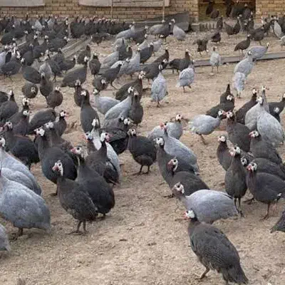 مرغ شاخدار|حیوانات مزرعه|سنگر, |دیوار