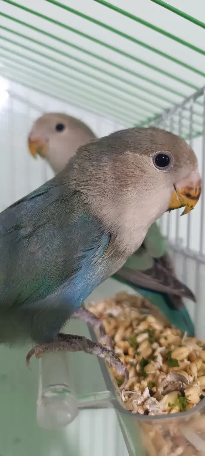 دو عدد طوطی برزیلی بالغ|پرنده|بیجار, |دیوار