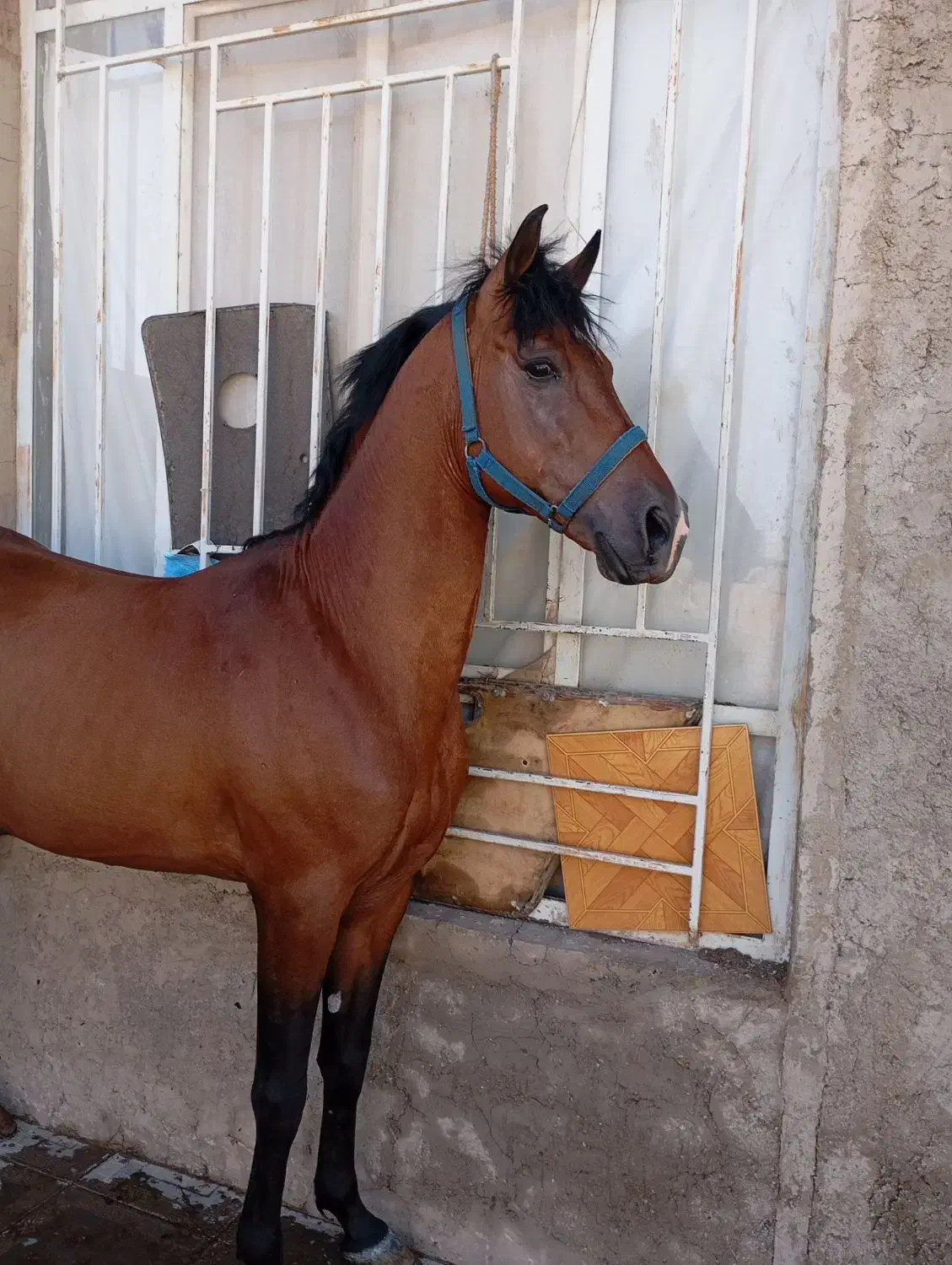 اسب نریون|اسب و تجهیزات اسب‌سواری|چترود, |دیوار