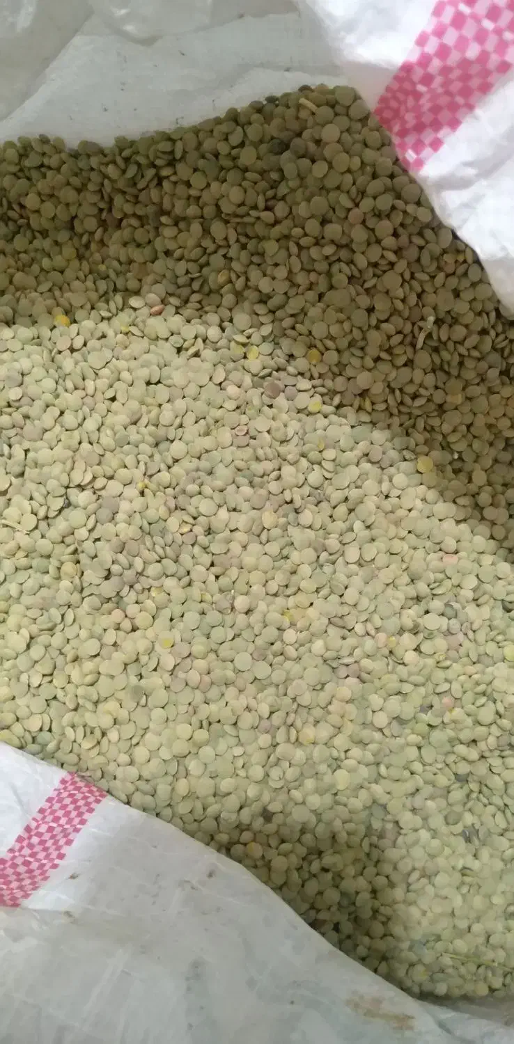 عدس خلخال|عمده‌فروشی|رشت, سلیمانداراب|دیوار