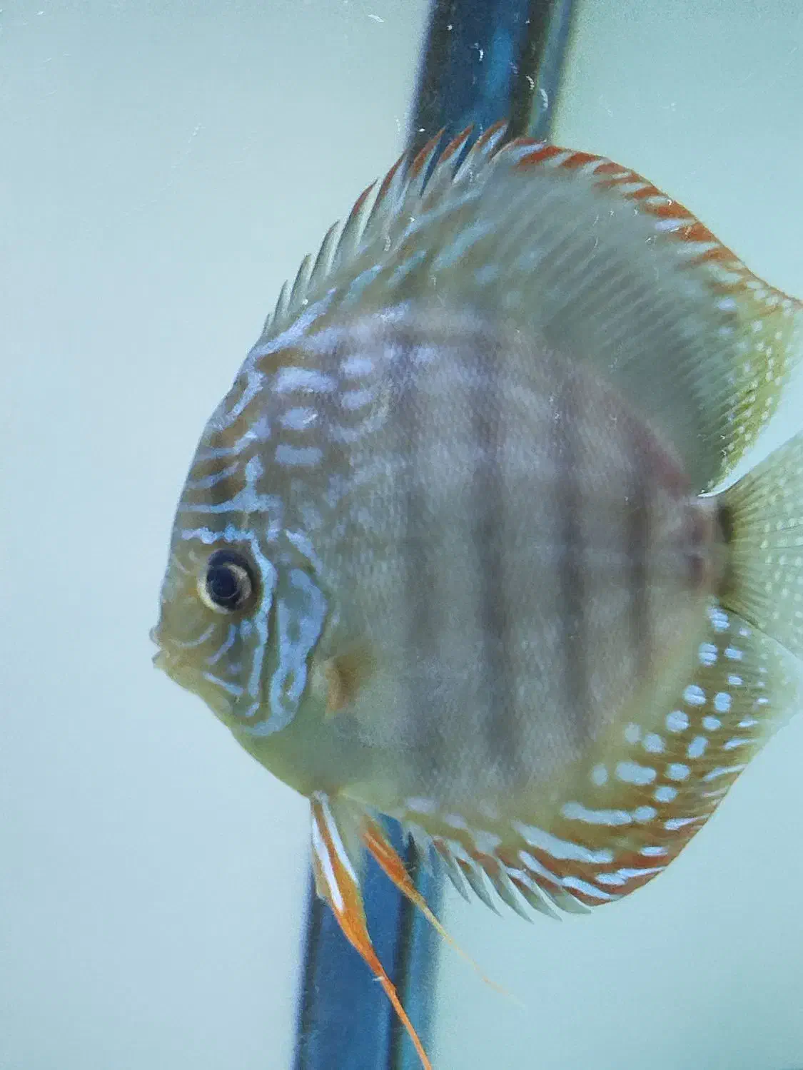 ماهی دیسکس|ماهی|تهران, تهرانسر مرکزی|دیوار