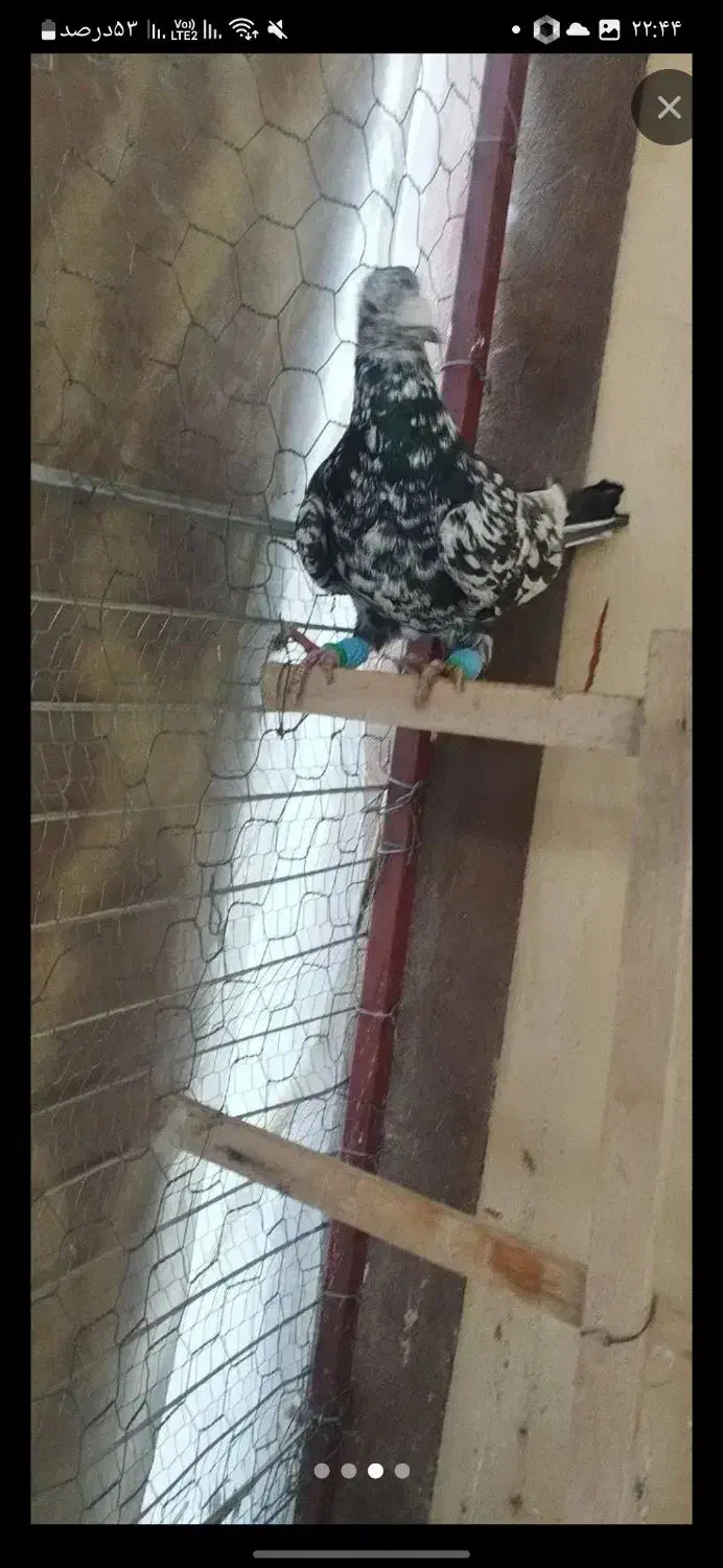 سار ماده|پرنده|گرمخان, |دیوار