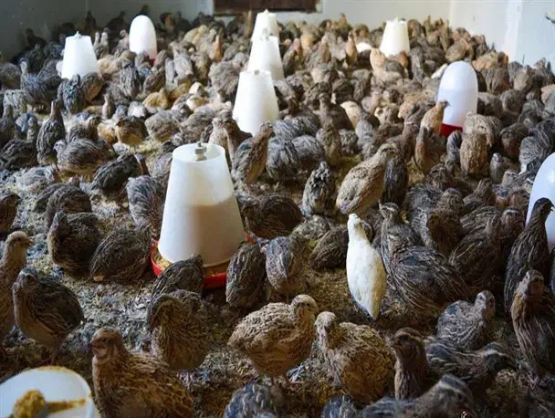 بلدرچین|حیوانات مزرعه|ایرانشهر, |دیوار