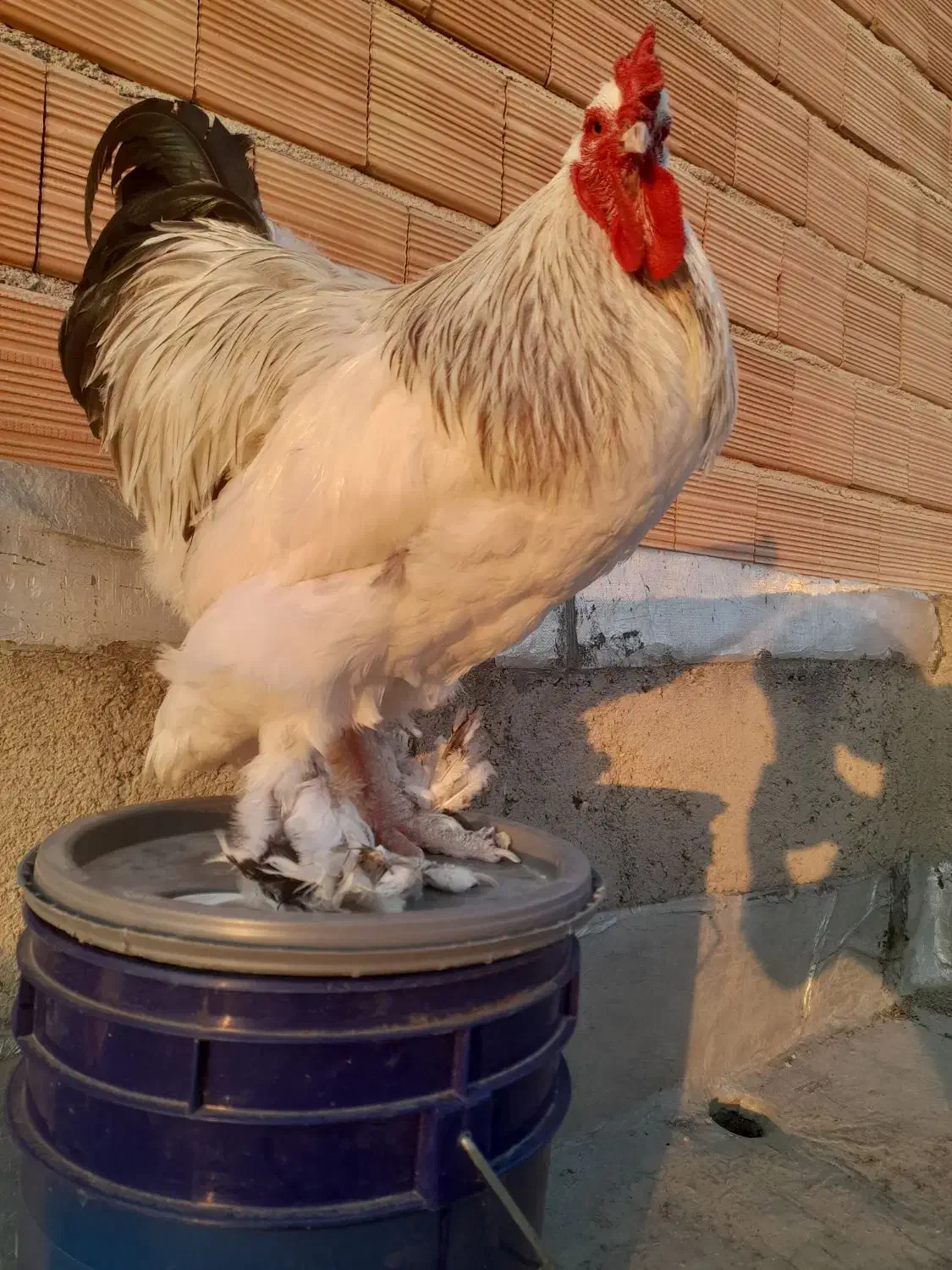 فروش تک خروس برهما لایت وارداتی|حیوانات مزرعه|گنبد کاووس, |دیوار