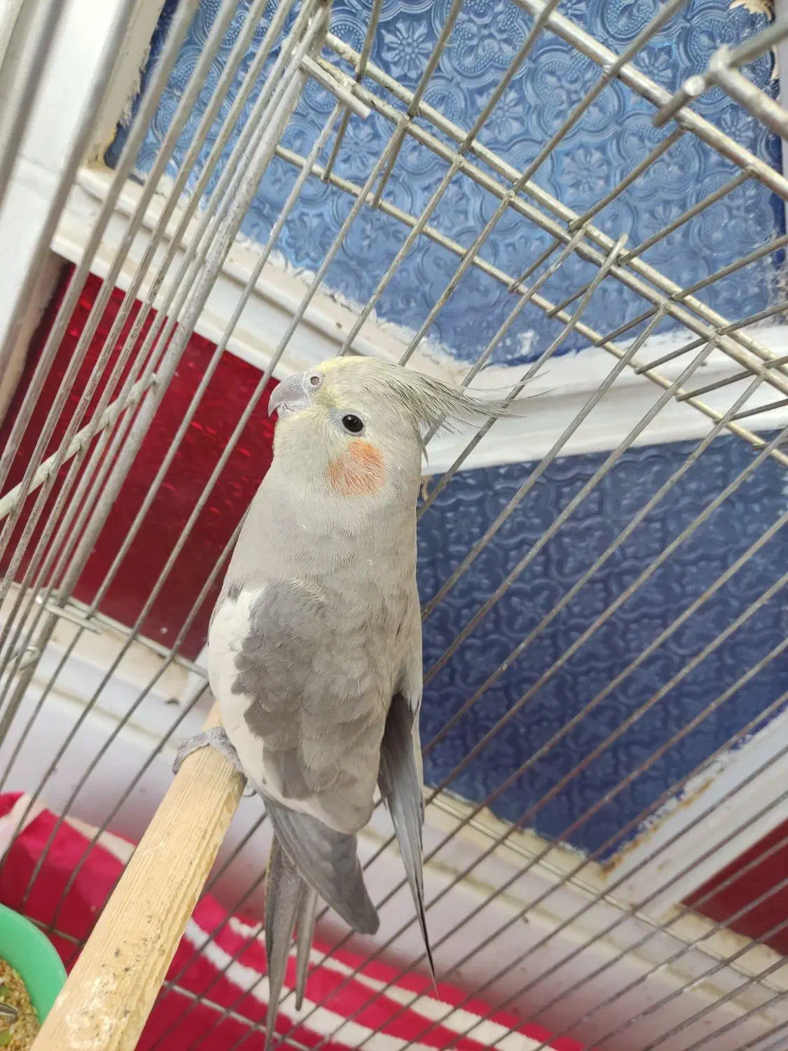 عروس هلندی دستی|پرنده|شهرضا, |دیوار