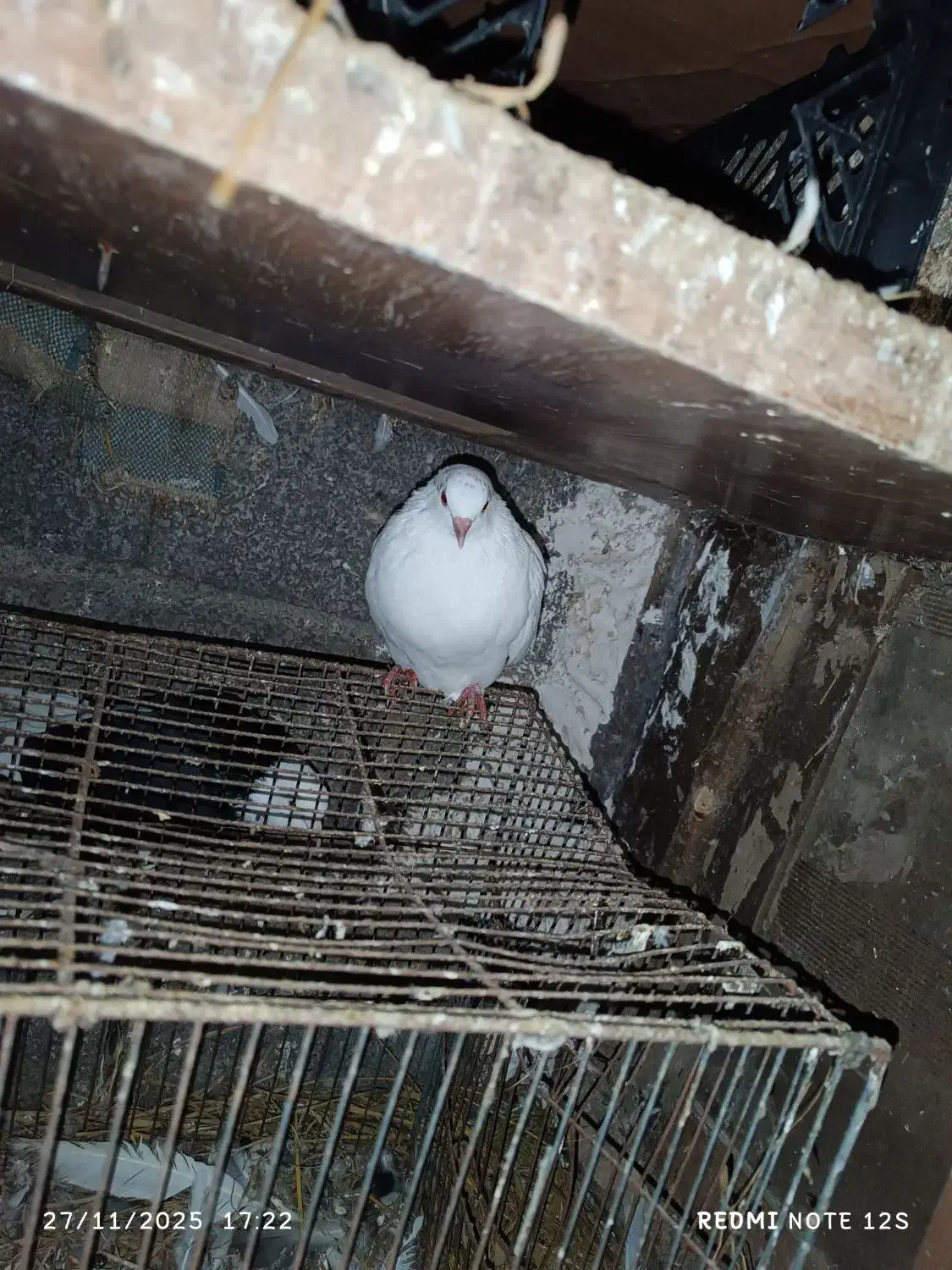 فروشی کبوتر|پرنده|رانکوه, |دیوار