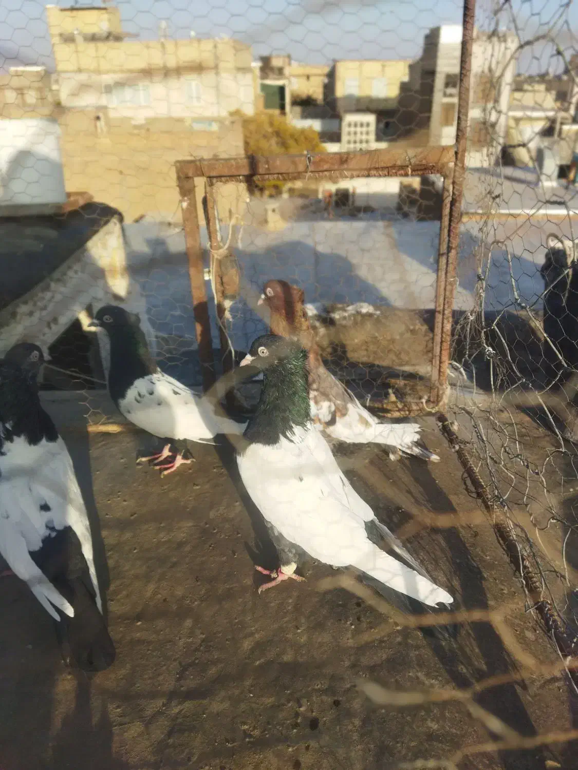 دو جف سینه سیا اصیل|پرنده|تربت جام, مطهری|دیوار