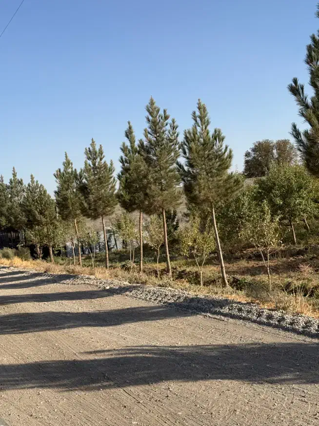 باغ بادام ۵ ساله با مجوز گلخانه|فروش زمین و ملک کلنگی|تهران, نازیآباد|دیوار