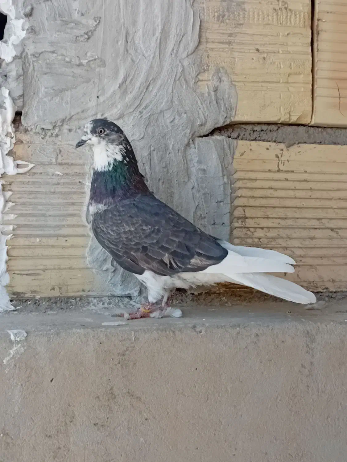 کبوتر پرشی|پرنده|سمنان, |دیوار