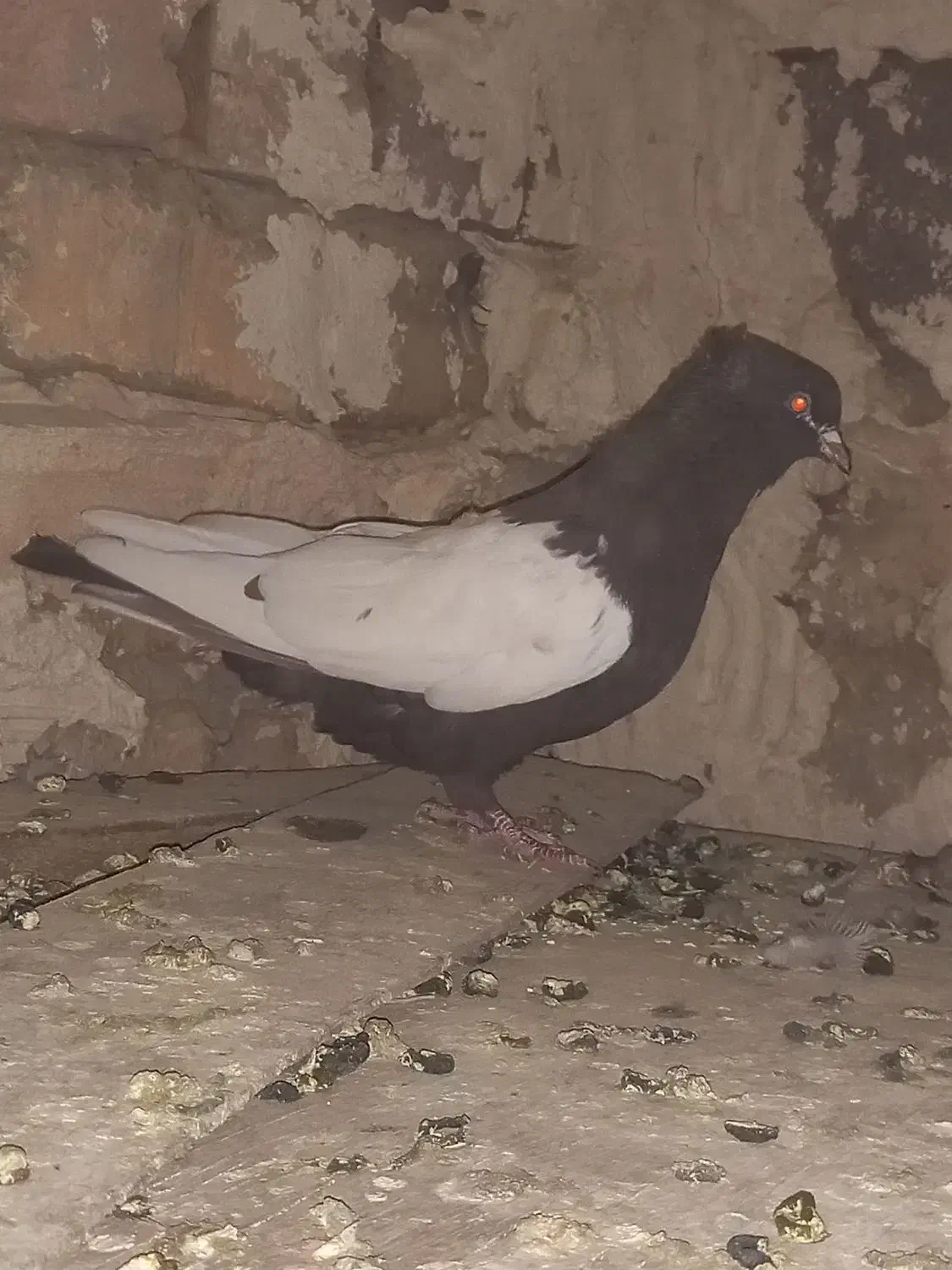 سینه قهوه ای|پرنده|مرودشت, کناره|دیوار