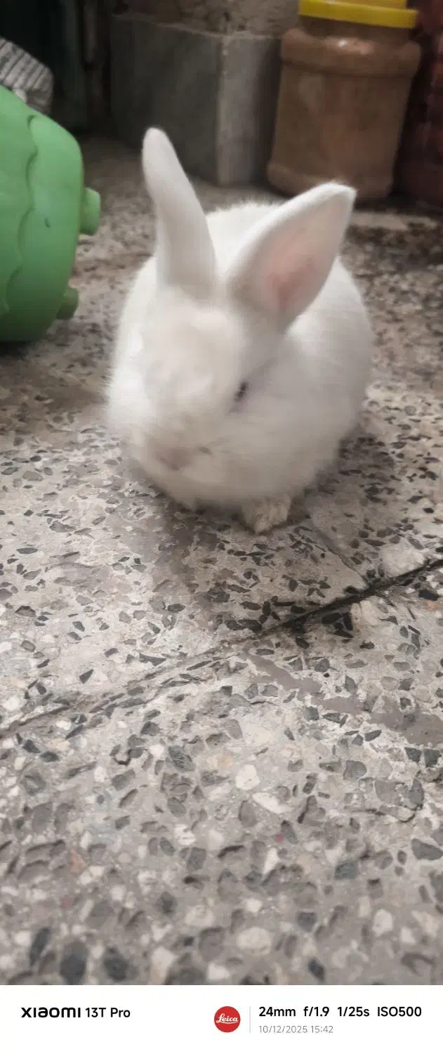 خرگوش|موش و خرگوش|ارومیه, |دیوار