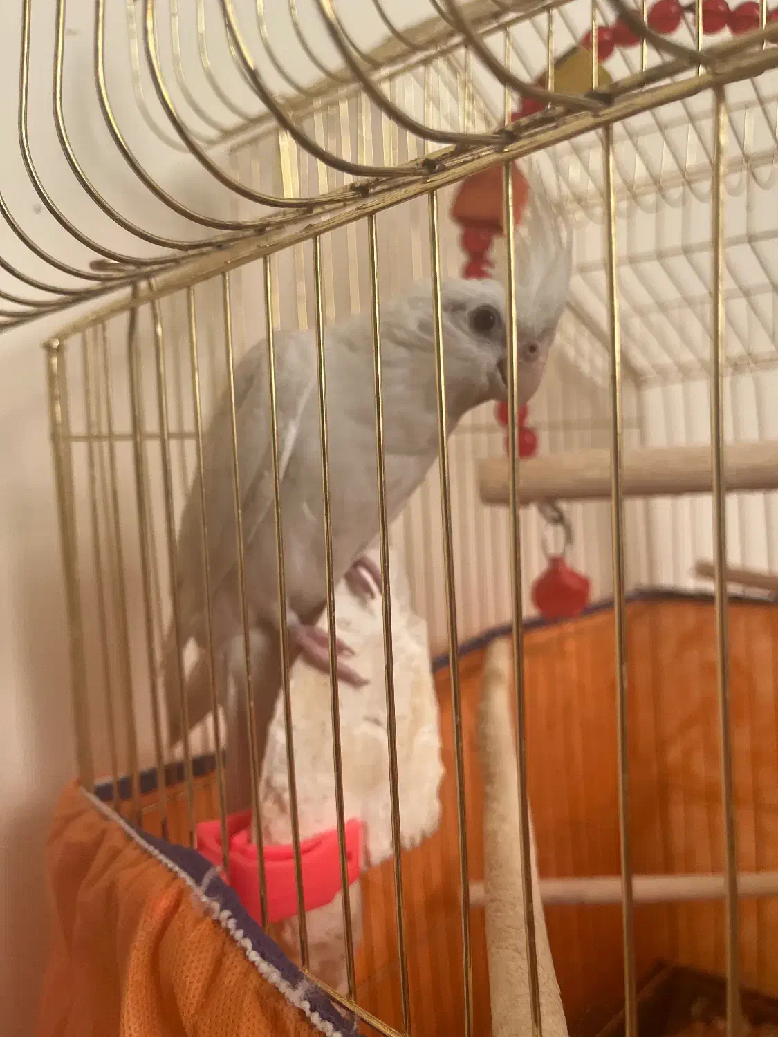 عروس هلندی نژاد آلبینو|پرنده|تبریز, |دیوار