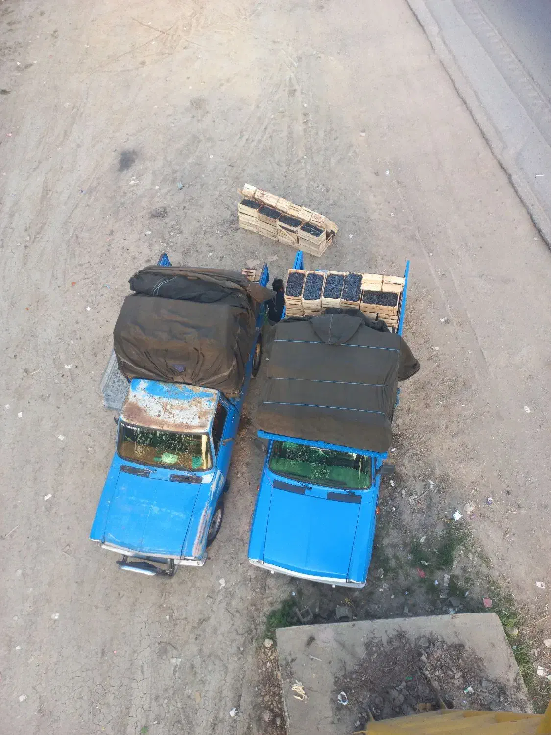 انگور دیم کوردستان|عمده‌فروشی|ساری, |دیوار