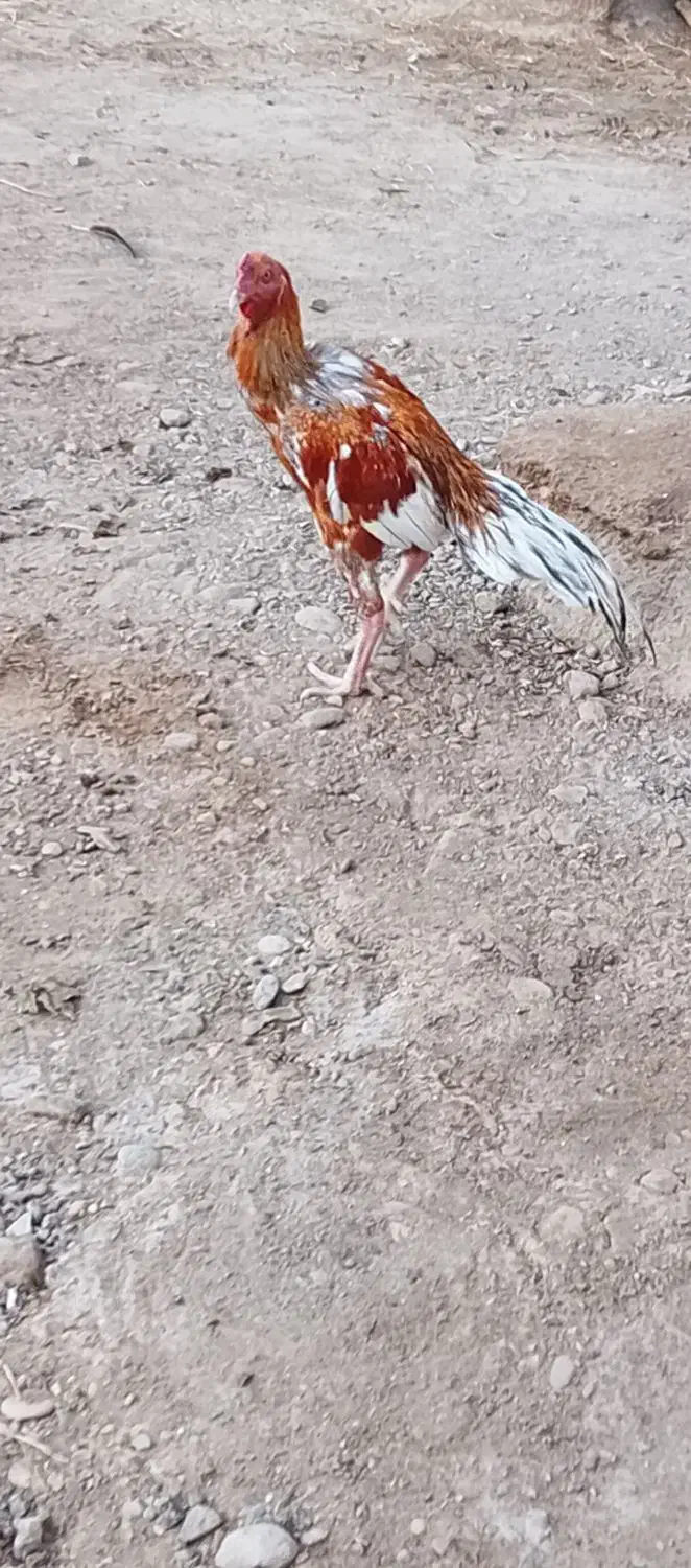 خروس|حیوانات مزرعه|ایرانشهر, |دیوار