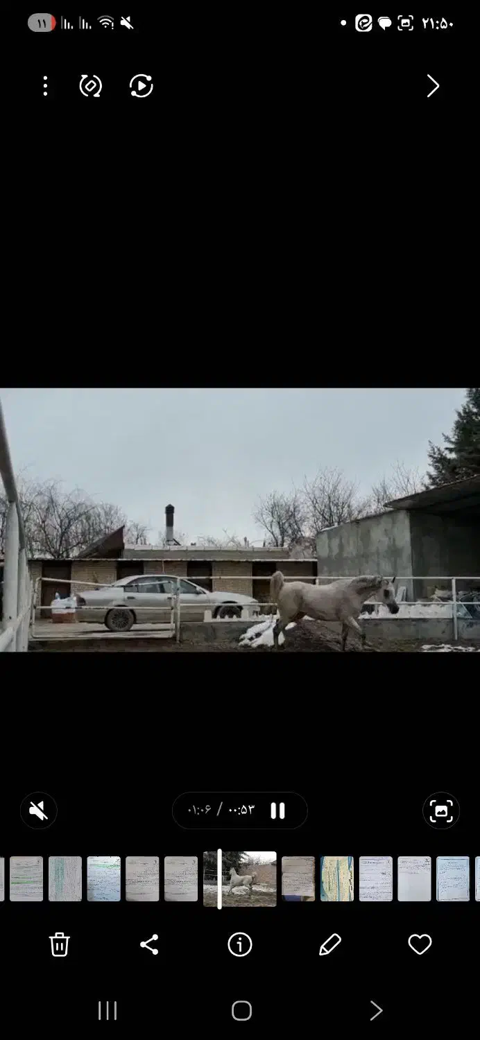 اسب عرب دو سر واردات تولید لهستان|اسب و تجهیزات اسب‌سواری|تهران, شهرک آپادانا|دیوار