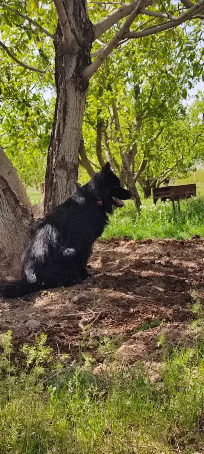 ژرمن|سگ|سقز, |دیوار