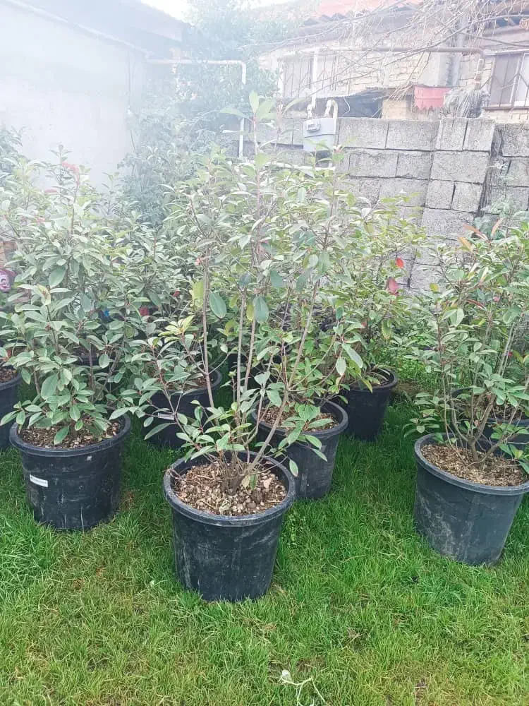 تعدادیفوتونیاکورپهروندهاکوباومیخک|گل و گیاه طبیعی|رودسر, |دیوار