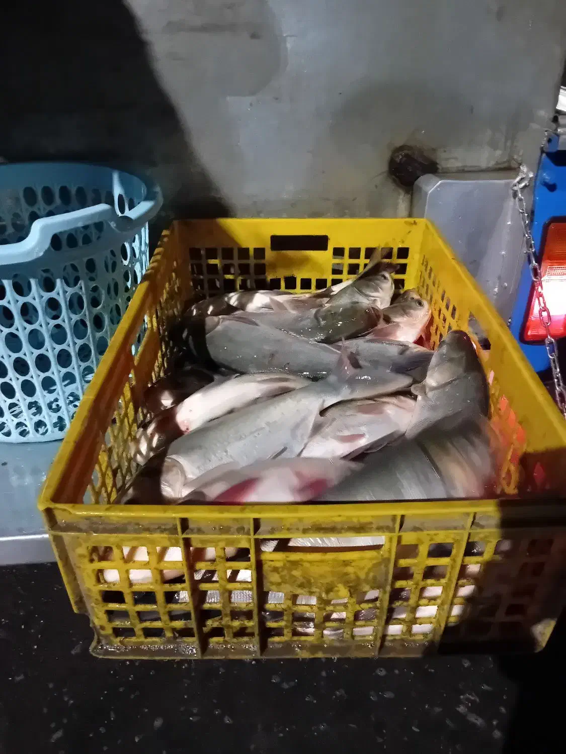 فروش ماهی زنده آدینه پاک کردن ماهی رایگان|ماهی|بروجرد, |دیوار