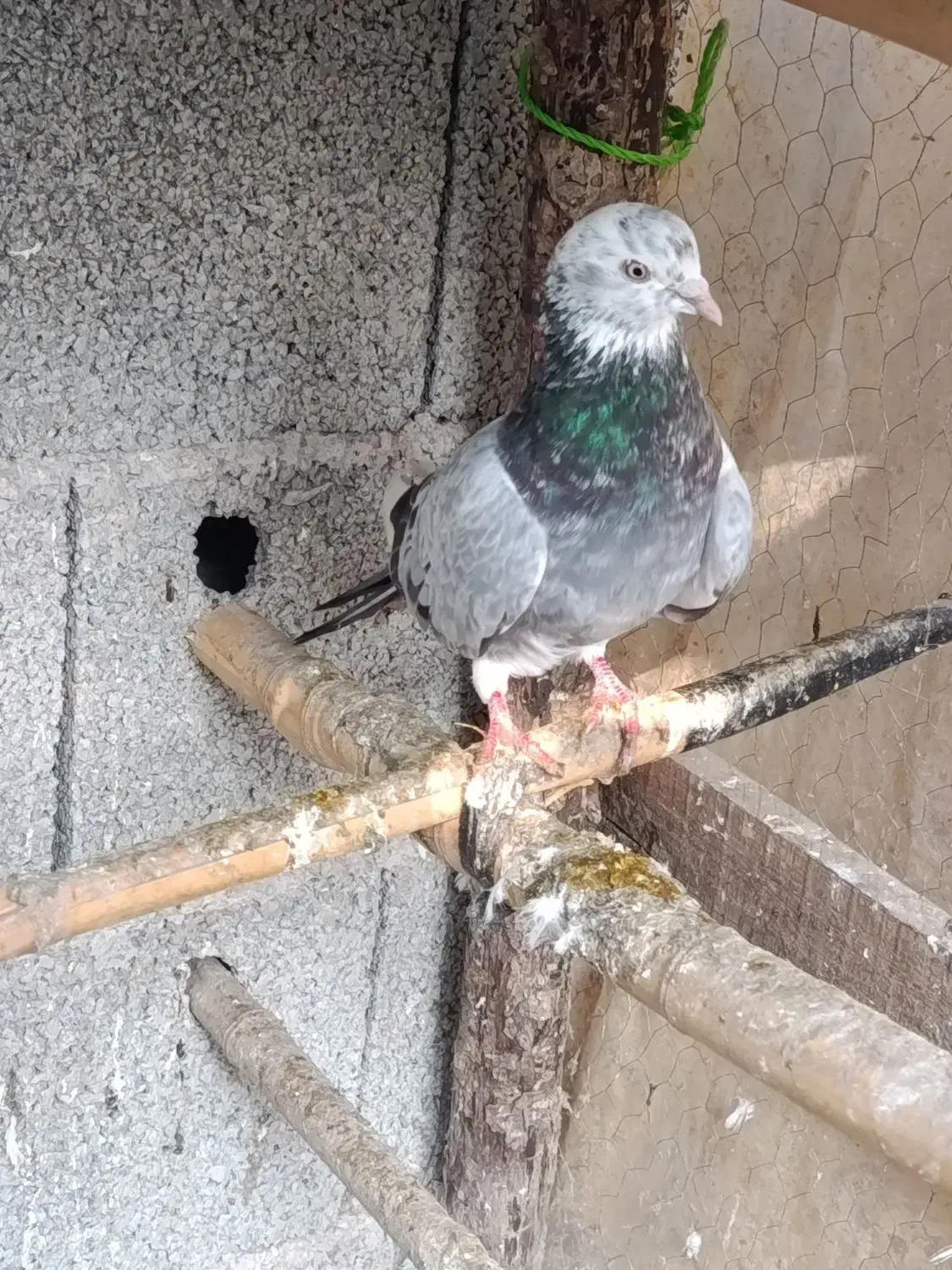 کبوتر پرشی|پرنده|گوراب زرمیخ, |دیوار