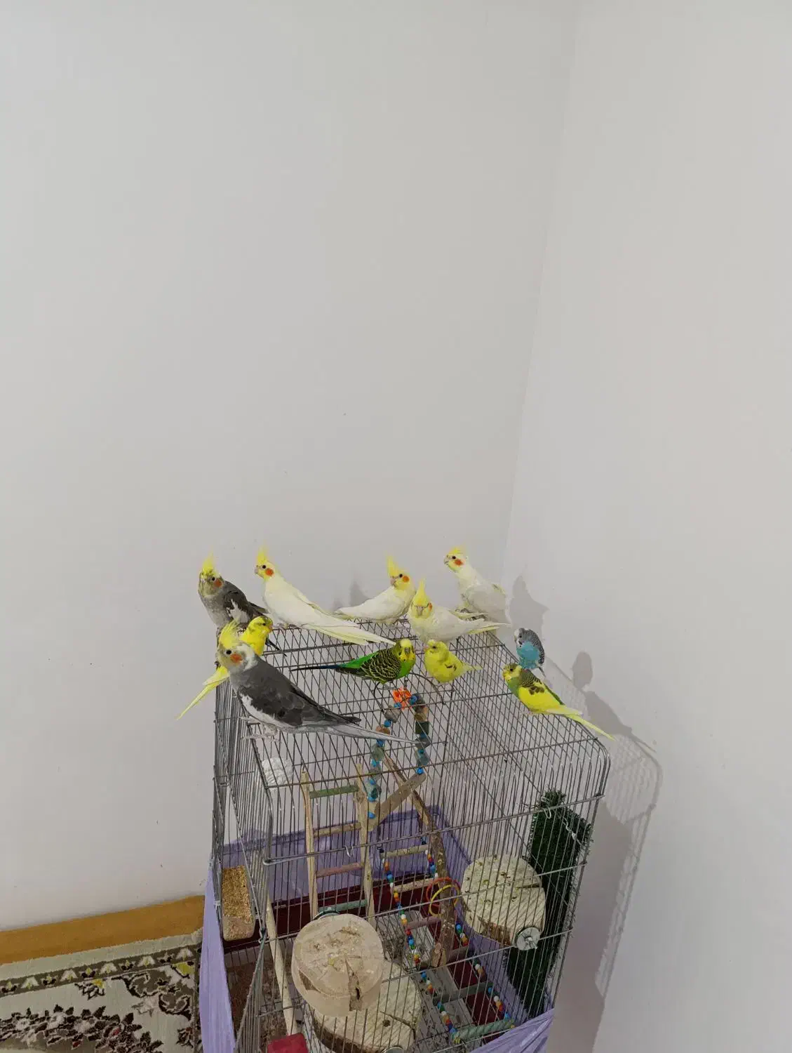 عروس هلندی لوتینو نروماده سروحال و آس ومرغ عشق|پرنده|قزوین, |دیوار