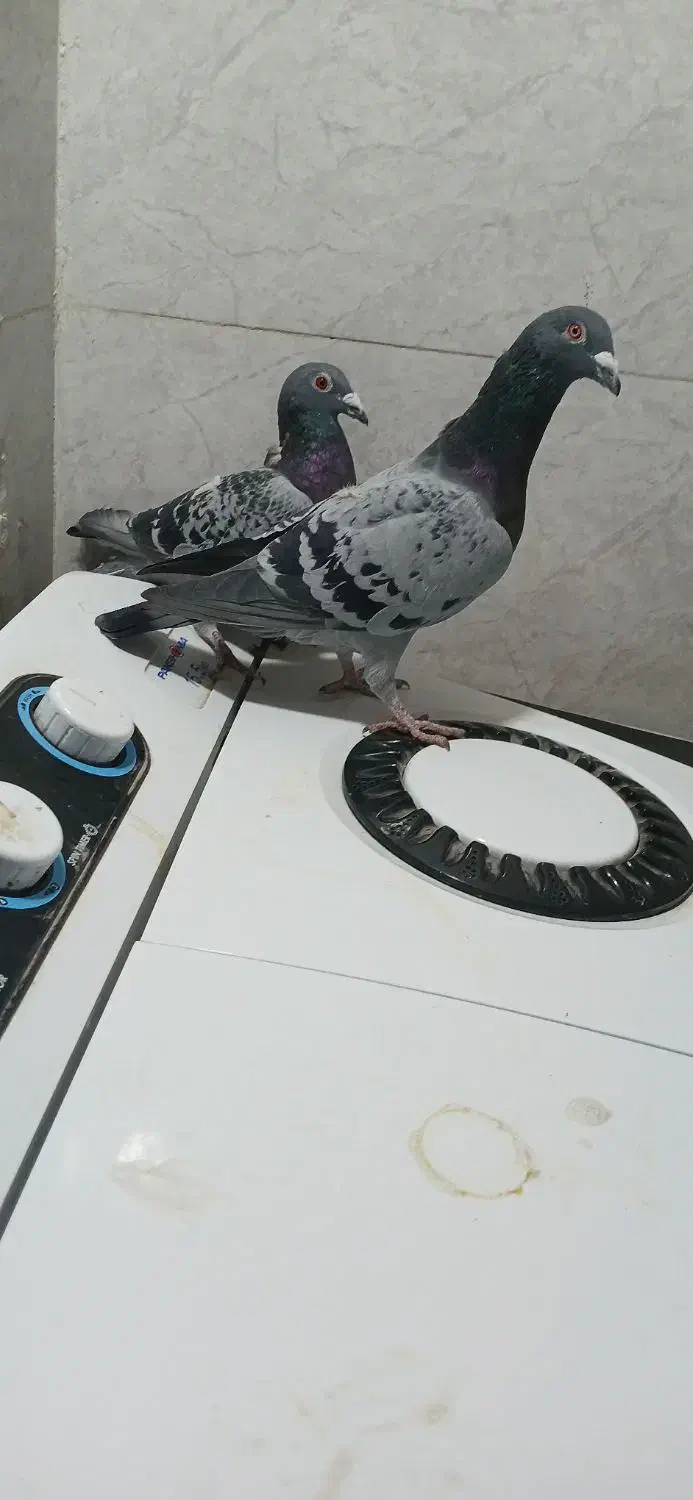 سه جفت پلاکی|پرنده|ایذه, |دیوار