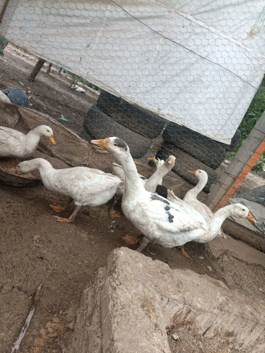 غاز|حیوانات مزرعه|خوی, |دیوار