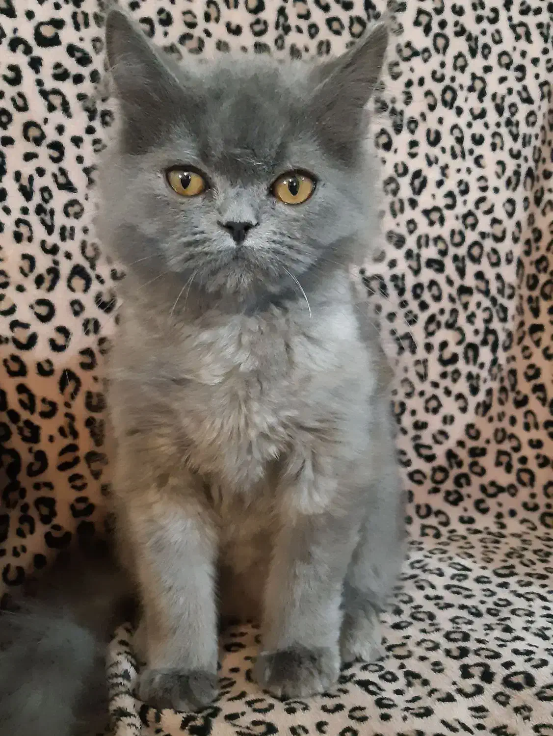 گربه اسکاتیش بلو|گربه|بجنورد, |دیوار