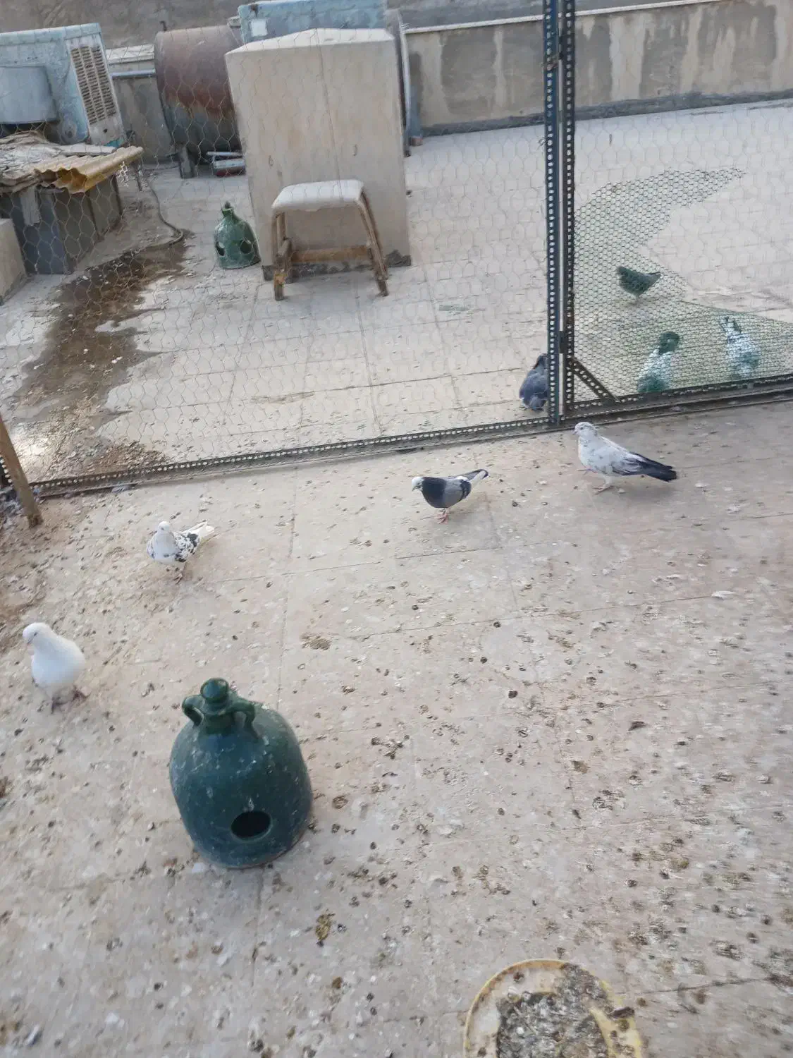 کبوتر|پرنده|اسلام‌شهر, شهرک مهدیه|دیوار