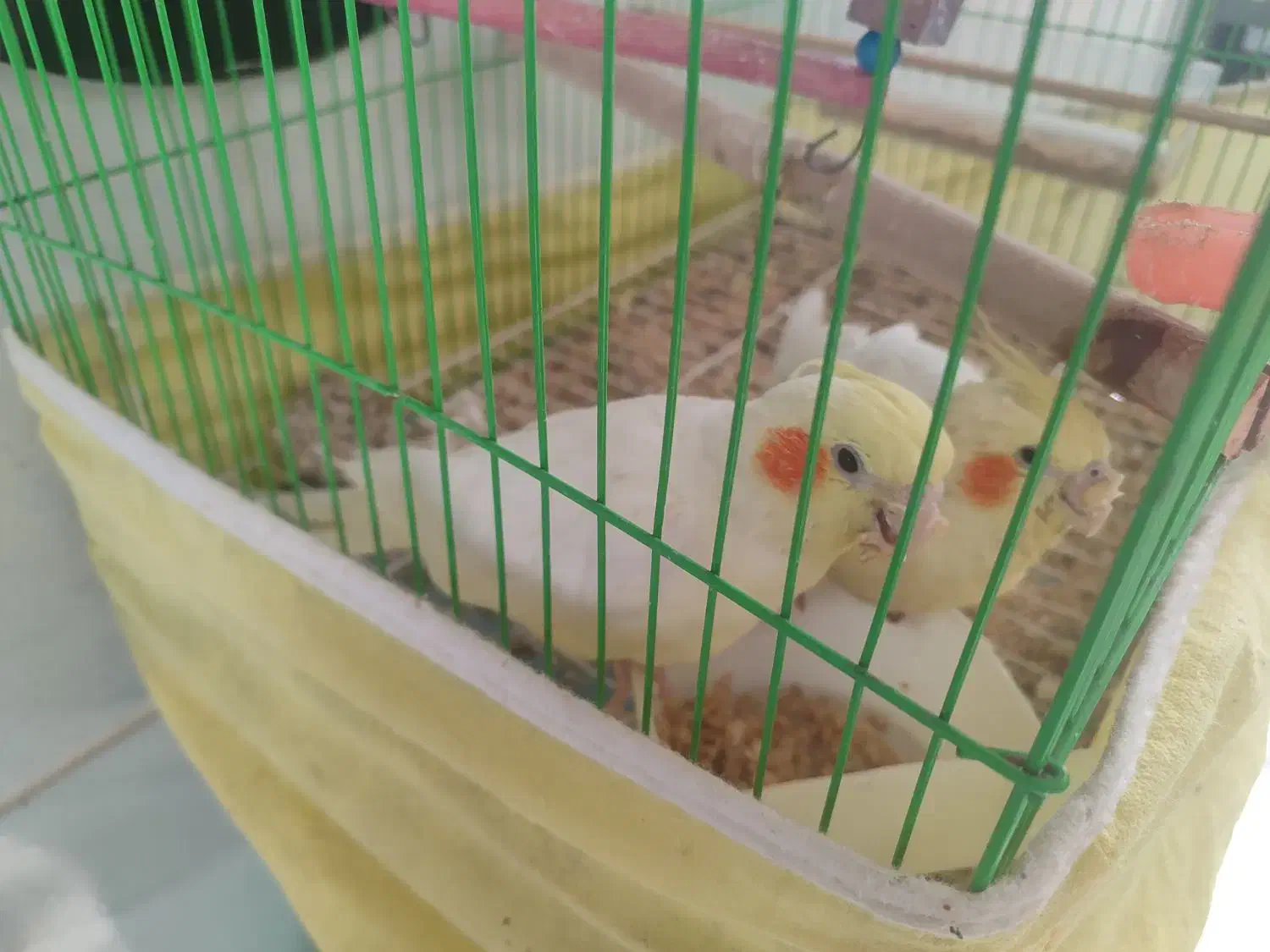 فروش یا معاوضه طوطی عروس|پرنده|محمدیه-قزوین, |دیوار