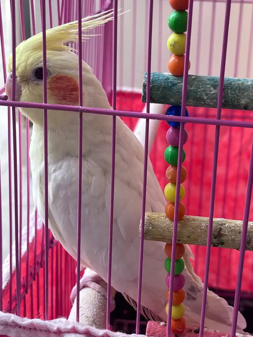 عروس هلندی|پرنده|رامهرمز, |دیوار