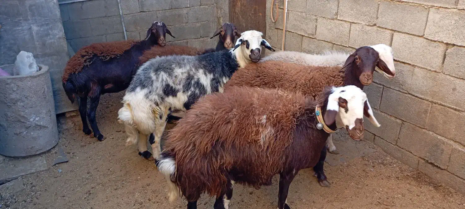 5عدد شیشک سه شیره با بره نر|حیوانات مزرعه|بروجرد, |دیوار