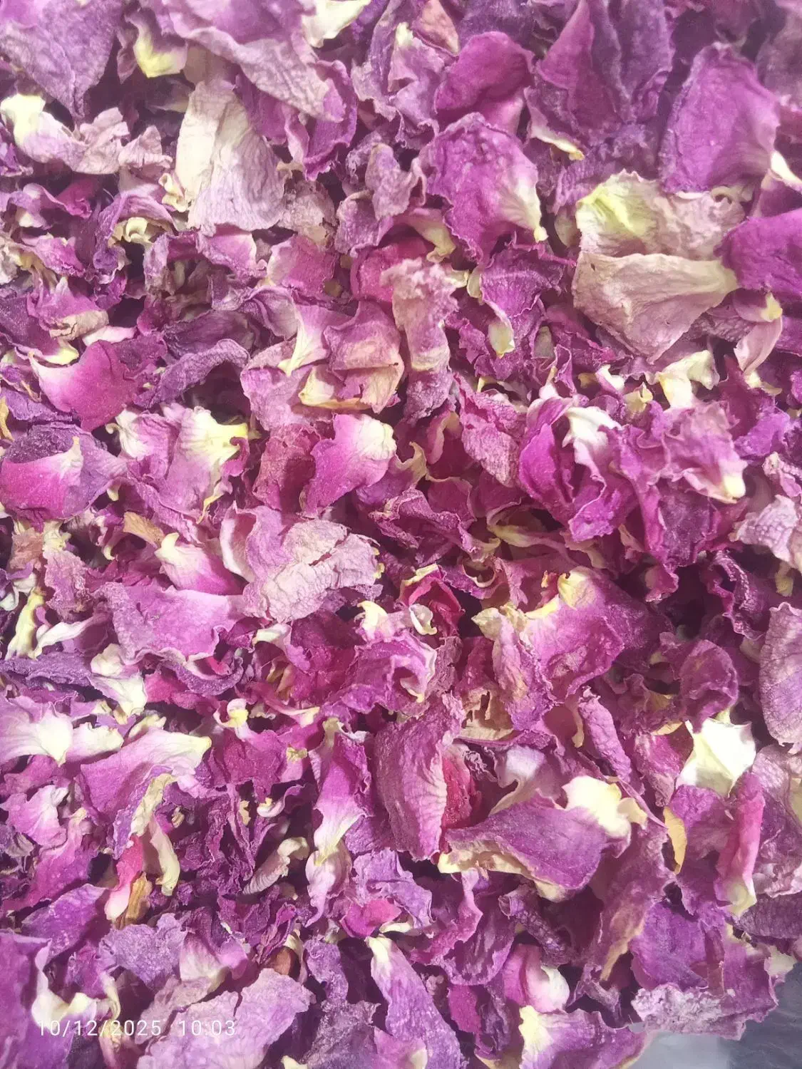 گل محمد|گل و گیاه طبیعی|اسکو, |دیوار