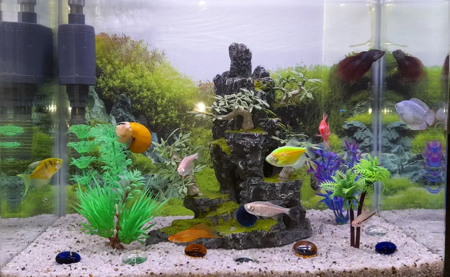 آکواریوم|ماهی|سنندج, |دیوار